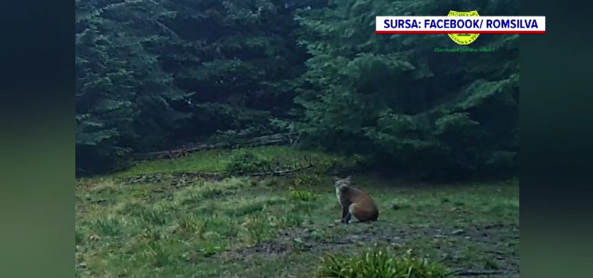 Imagini rare cu un râs surprinse în Parcul Național Cozia, alături de puii săi