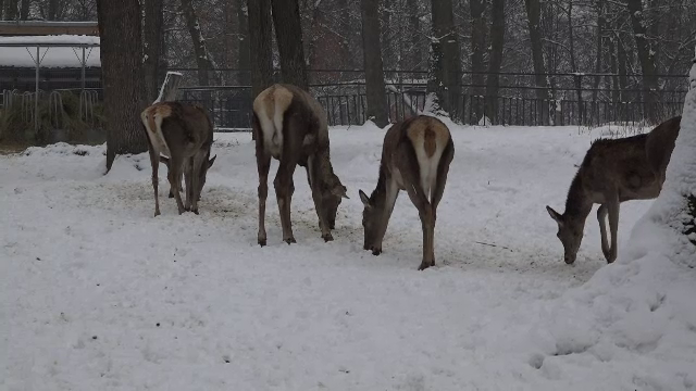 Un cerb carpatin a murit la Zoo Târgu Mureș după ce a mâncat o mănușă de piele, cel mai probabil aruncată de un vizitator