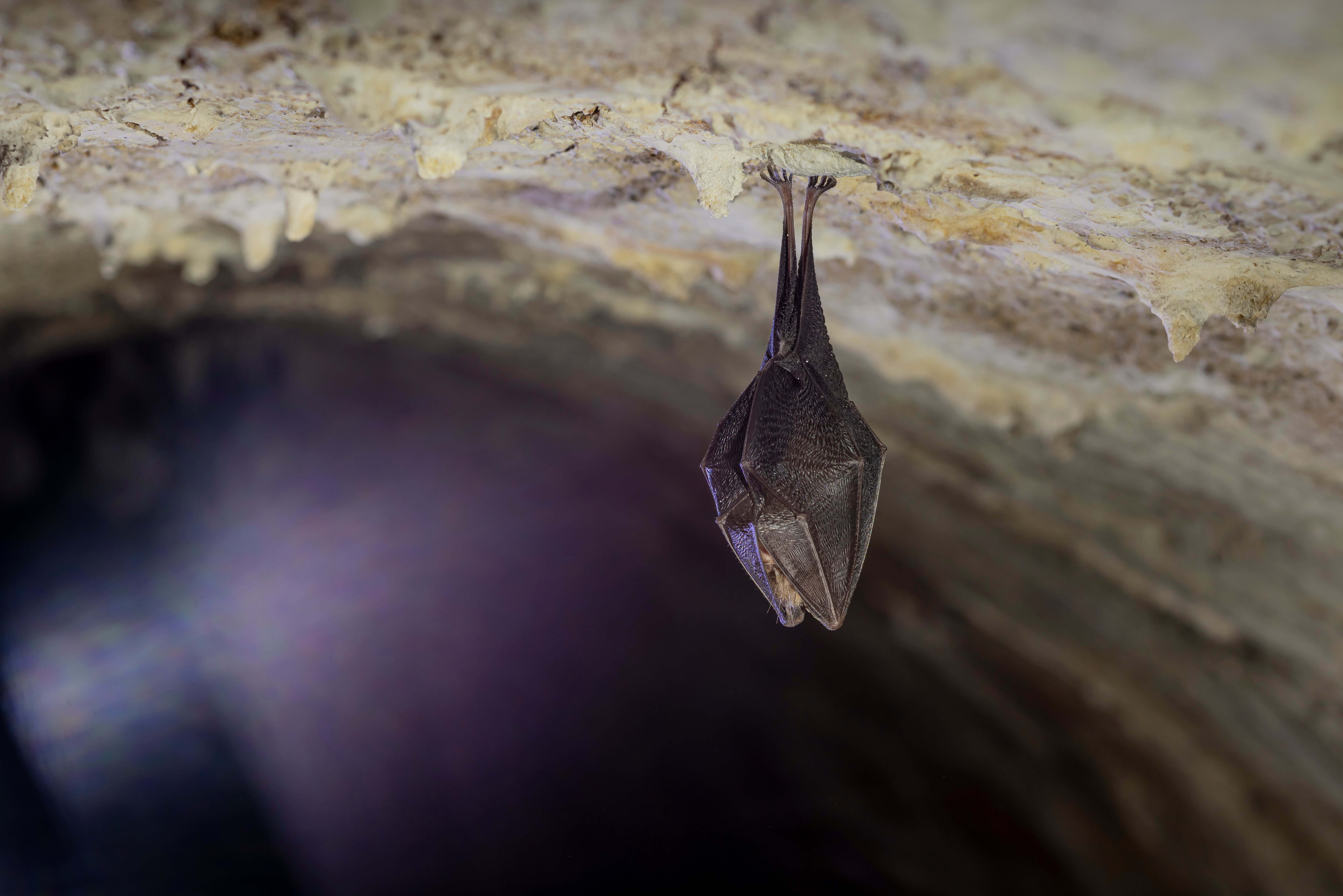 Peștera Liliecilor. Mistere subterane și lilieci într-un spectacol natural unic în România. De ce merită vizitată