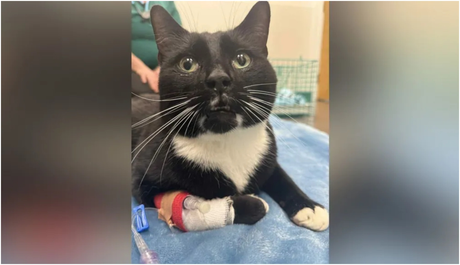 Pisică dispărută de aproape un an, regăsită după ce a fost lovită de cinci mașini, în UK. „Avea șanse 50-50”