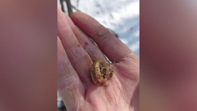 Inel din aur de 10 grame, descoperit de un căutător de comori din Gorj. Ce va face cu bijuteria veche de mii de ani