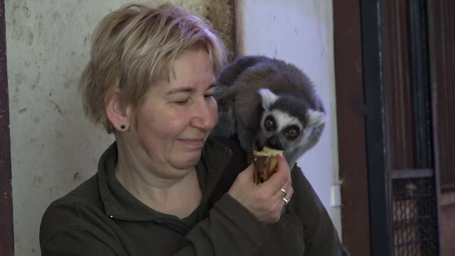 Maimuțe pe calorifer. Nu e banc, se întâmplă la Grădina Zoologică din Târgu Mureș. Ce mâncare neașteptată preferă iarna