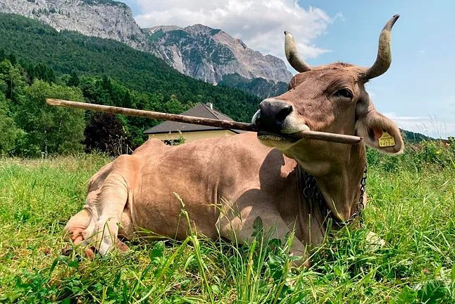 Veronika, o vacă din Austria, a demonstrat că bovinele pot folosi unelte cu scop precis. Studiu Current Biology