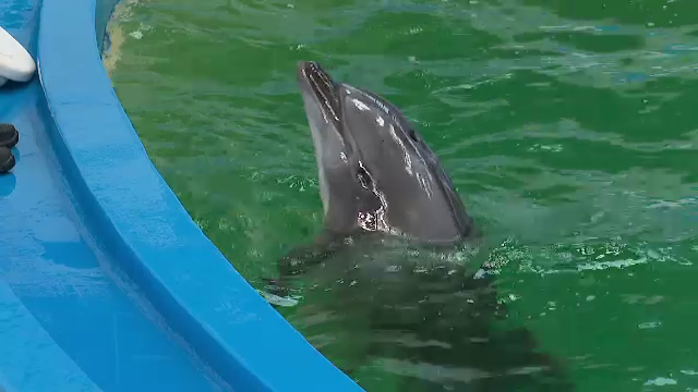Negocierile cu parcul acvatic din Malta, blocate. Nini rămâne singurul delfin din bazinul din Constanța. „Foarte greu”