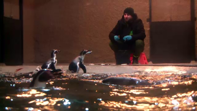 Ziua pinguinilor, sărbătorită și la Grădina Zoologică din Brașov. Cum au fost recompensați