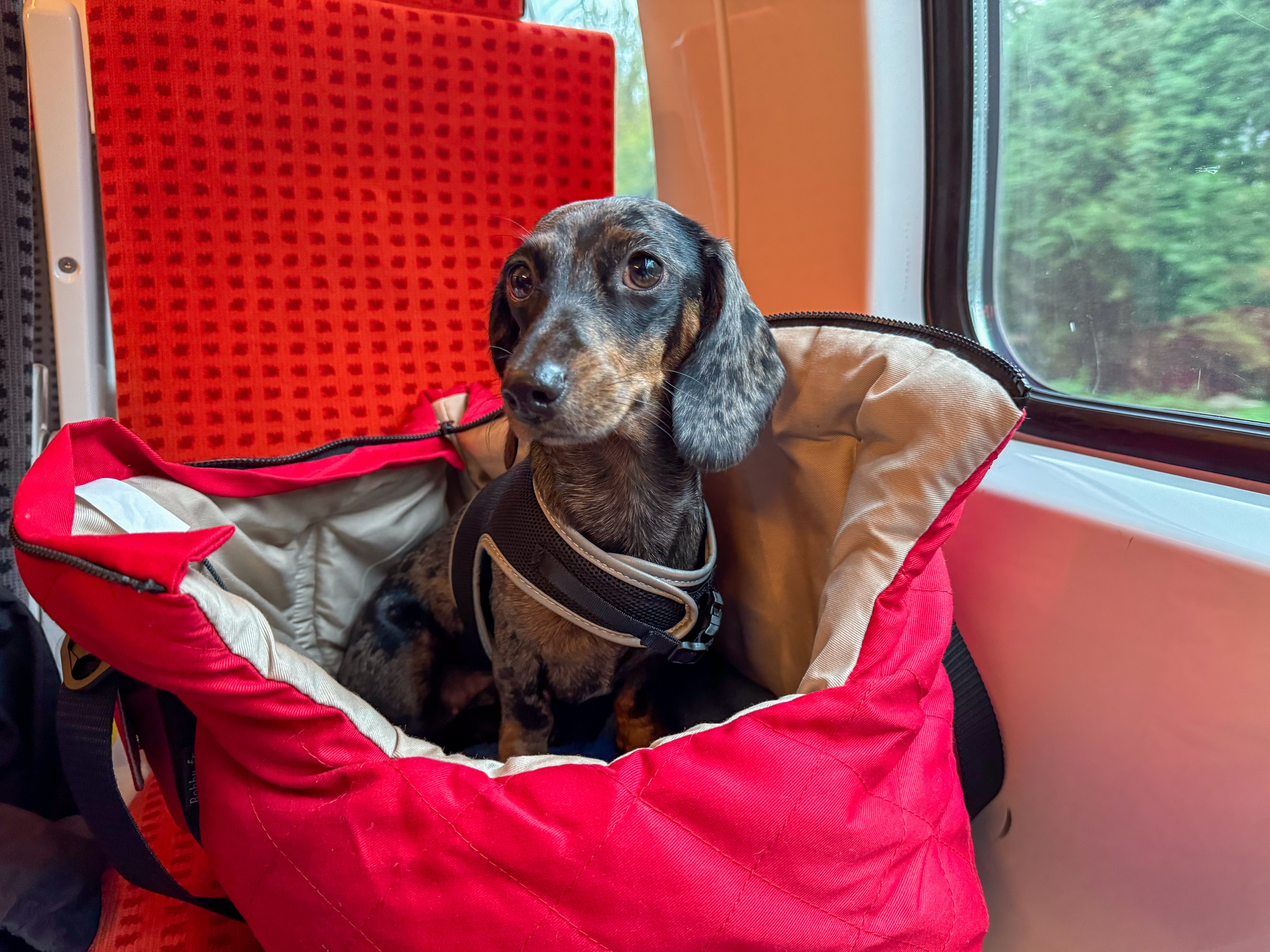 Au lăsat în tren o sabie de scrimă și un cățel teckel. Anunțul companiei naționale de transporturi din Ungaria