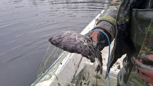 Prădătorul din Coreea care a invadat Marea Neagră: &bdquo;Seamănă cu o scorpie&rdquo;