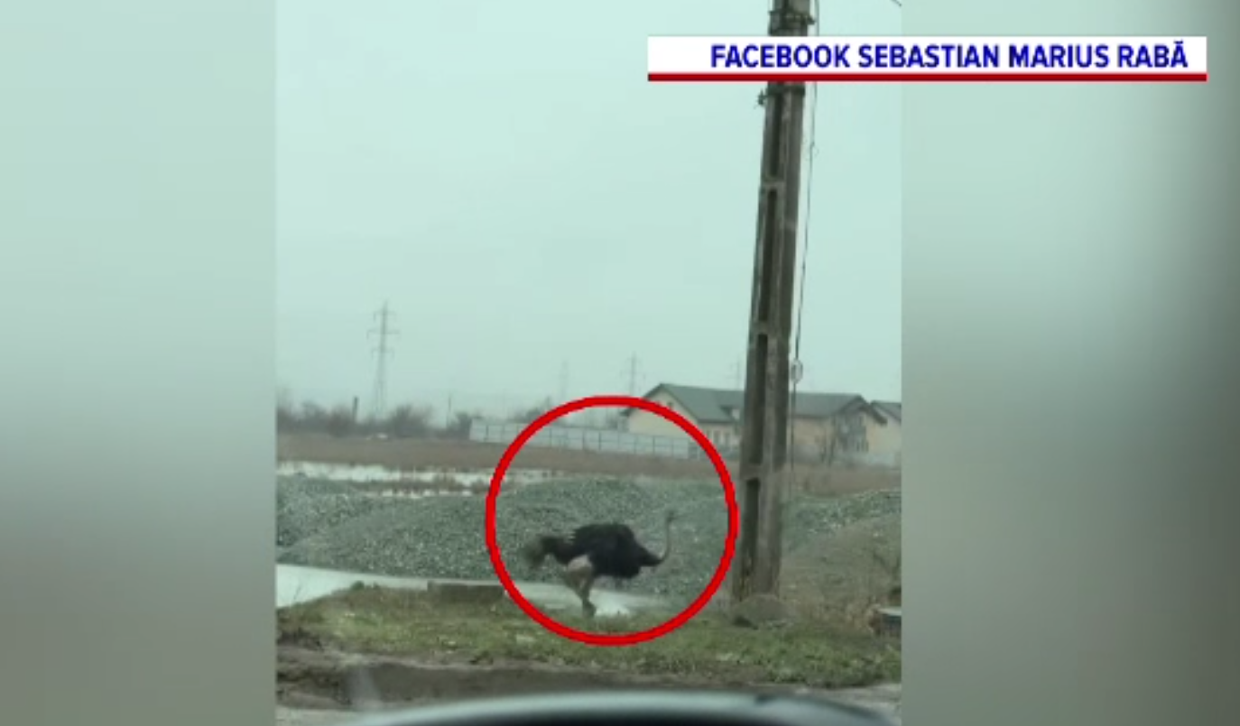 Struți evadați în Vaslui, pe șosea. „Bă, şefule, de unde ați apărut, bă? | VIDEO