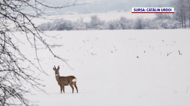 Caprioare bucovina 11