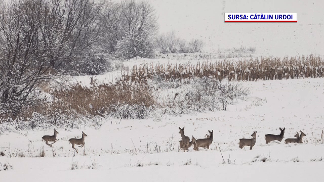 Imagini inedite din inima sălbăticiei. 13 căprioare, surprinse juc&acirc;ndu-se &icirc;n zăpadă, &icirc;ntr-o zonă montană din Bucovina