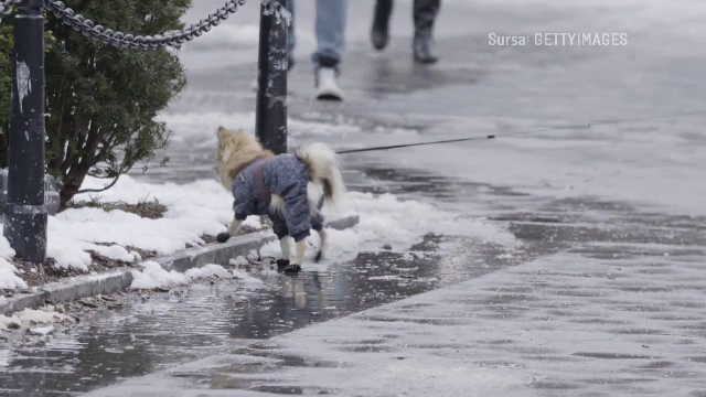 Ce trebuie să faci pentru a-ți proteja &bdquo;pufoșenia&rdquo; de gerul de afară. Apel de la autorități pentru rom&acirc;nii cu căței la țară