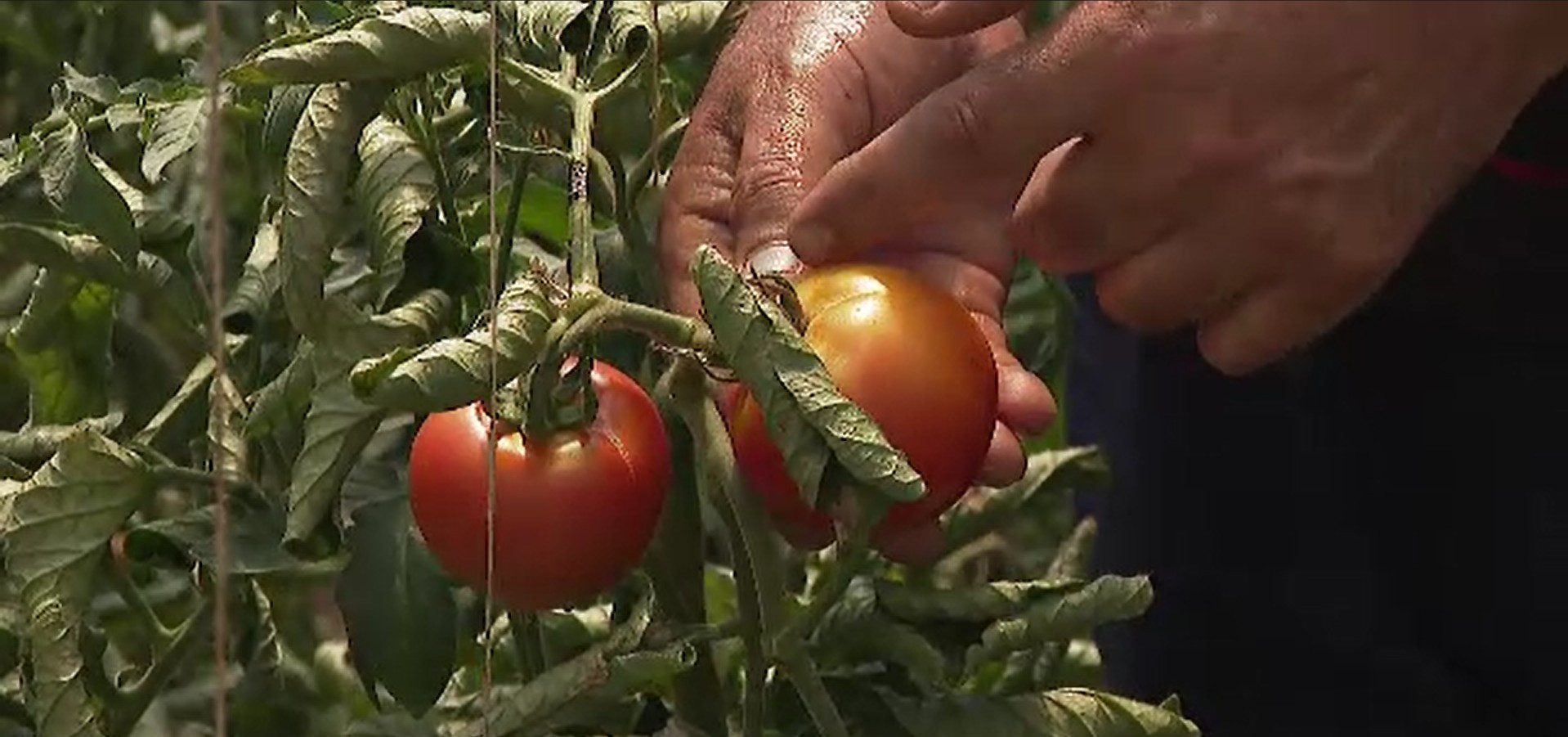 Mai mulți bani pentru agricultura românească. Fonduri europene record pentru legume