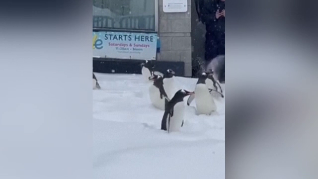 Imagini adorabile cu pinguinii din parcul natural din Pittsburgh. Cum s-au bucurat de ninsoare