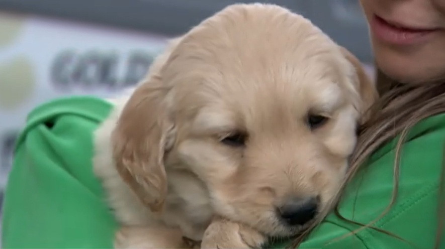 „Invazie” de câini din rasa Golden Retriever în parc din Denver. „Blănoșii de aur”, sărbătoriți în SUA