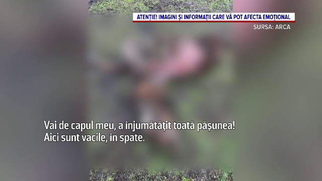 Mai mulți cai sălbatici din Delta Dunării au murit de foame din cauza unui gard electric montat ilegal. &bdquo;Erau &icirc;ngrădiți&rdquo;