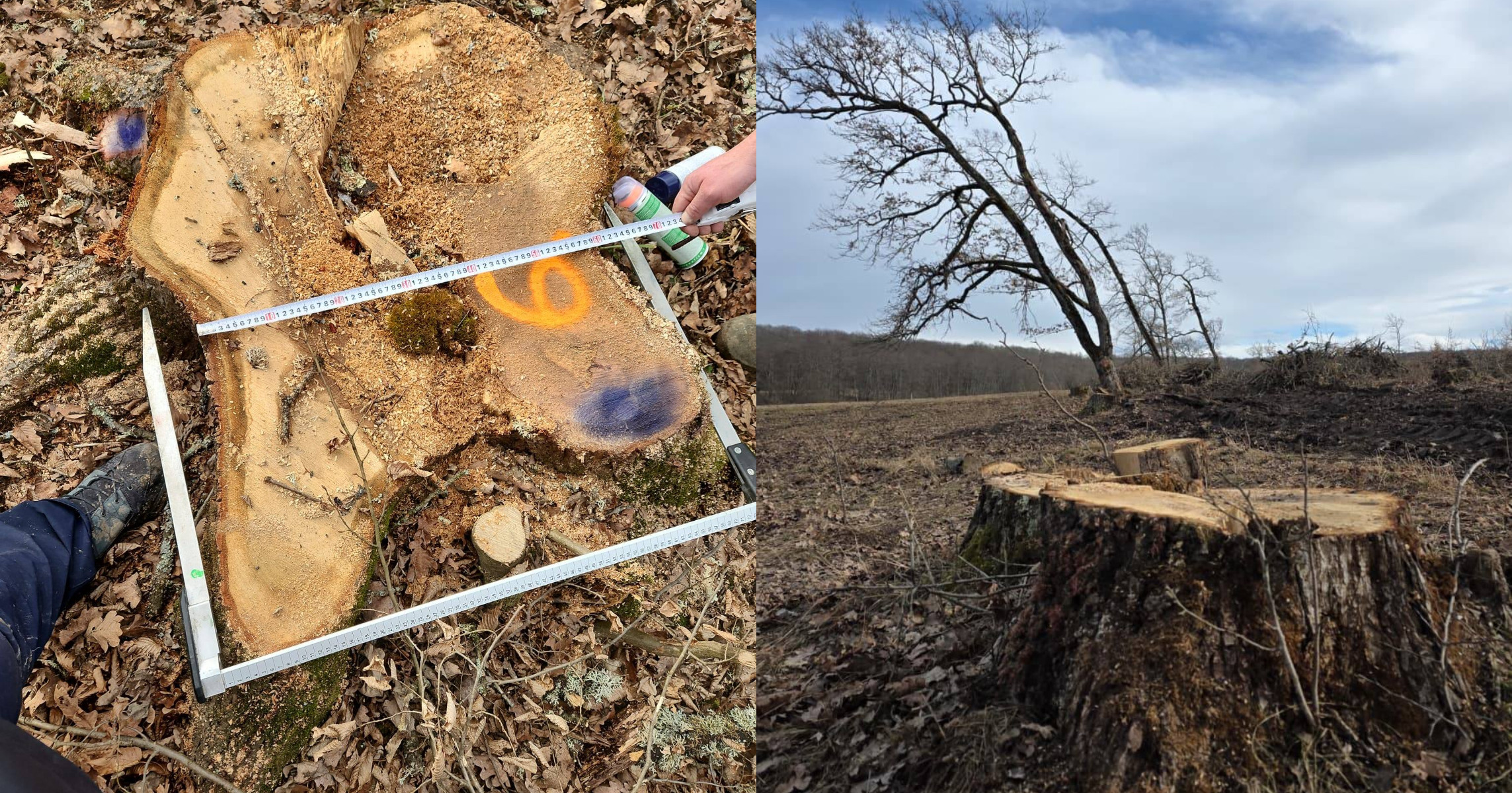 Pădurile Rom&acirc;niei &ndash; tăieri ilegale și furt de lemn &icirc;ntr-o arie protejată din județul Brașov. Reacția ministrului Mediului