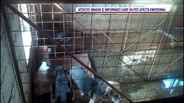 Scene de groază într-un adăpost din Vrancea. Activitatea a fost suspendată după ce au apărut imagini cu câini maltratați