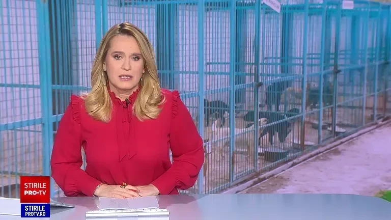 Câini maltratați și uciși la cel mai mare adăpost din Vrancea. Firma anchetată ar fi încasat milioane de lei pentru maidanezi