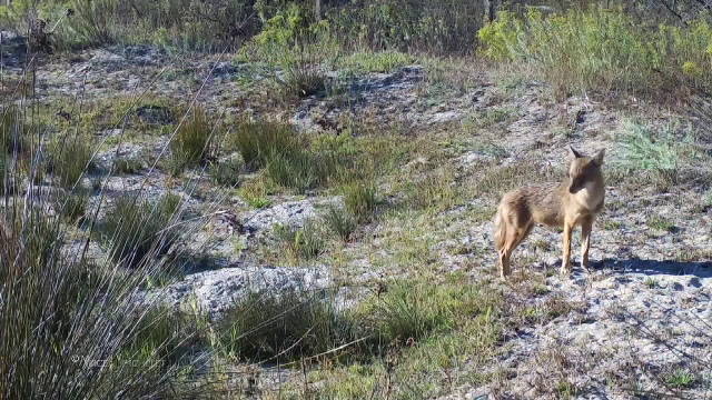 Dolj și Delta Dunării se confruntă cu o invazie a șacalilor. 400 de exemplare vor fi împușcate pentru a limita daunele