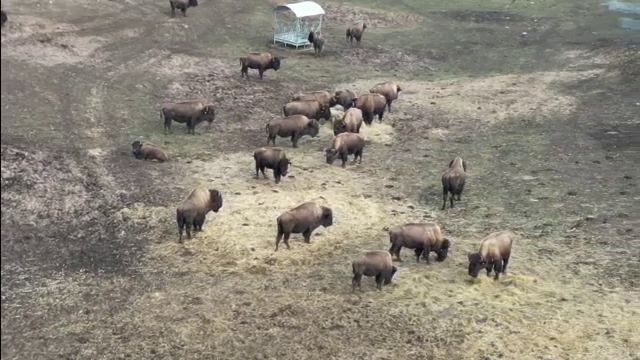 Alertă sanitară la Cluj. Alte 25 de cadavre, descoperite la ferma unde animalele au fost lăsate să moară de foame