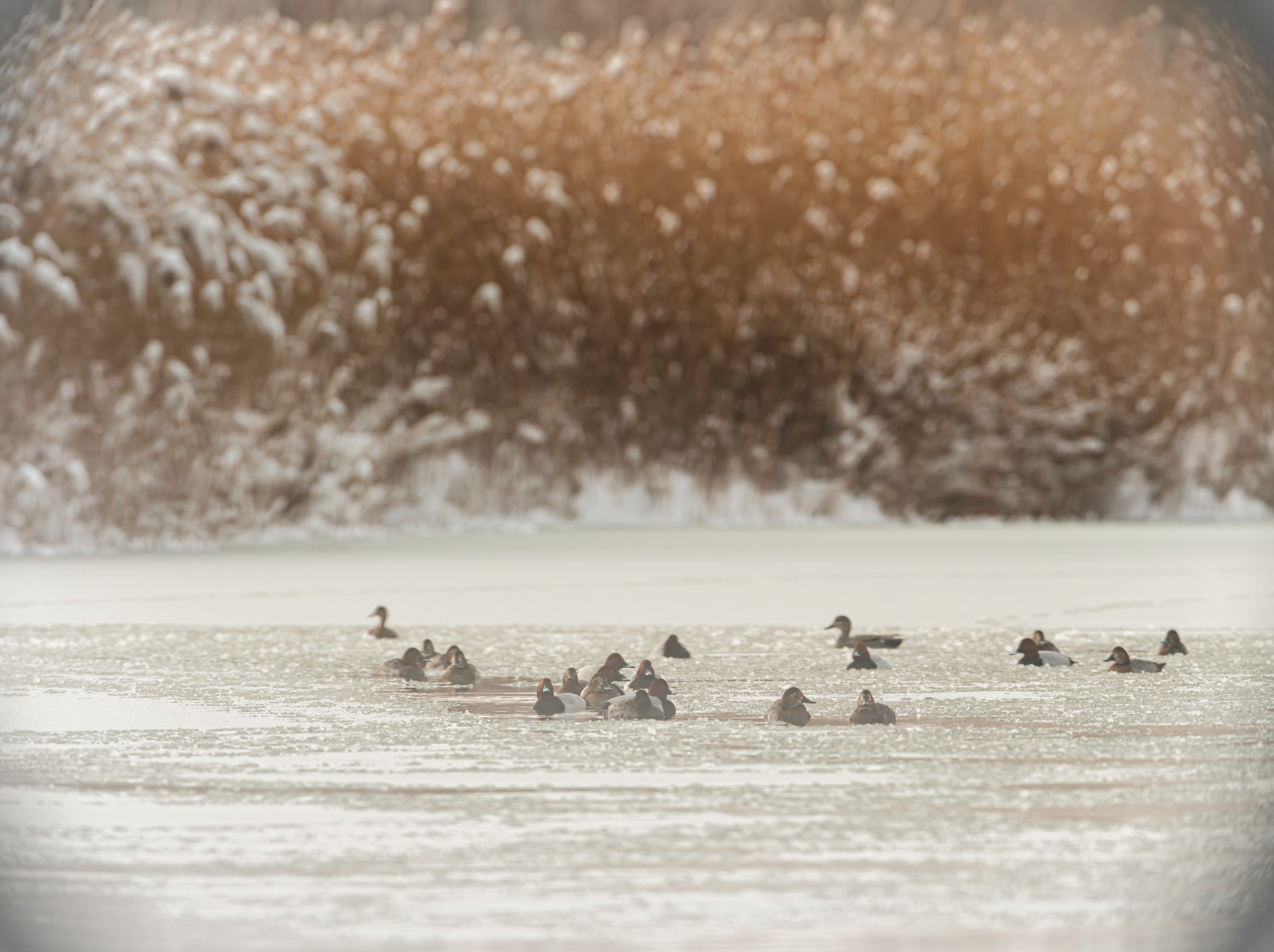 Parcul Natural Văcărești – delta urbană din București și biodiversitatea sa surprinzătoare. Cum s-a format