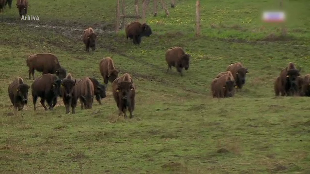 Caz &icirc;ngrozitor &icirc;n Cluj. Peste 200 de bizoni și cerbi, lăsați să moară de foame. Autoritățile știau, dar n-au mișcat un deget