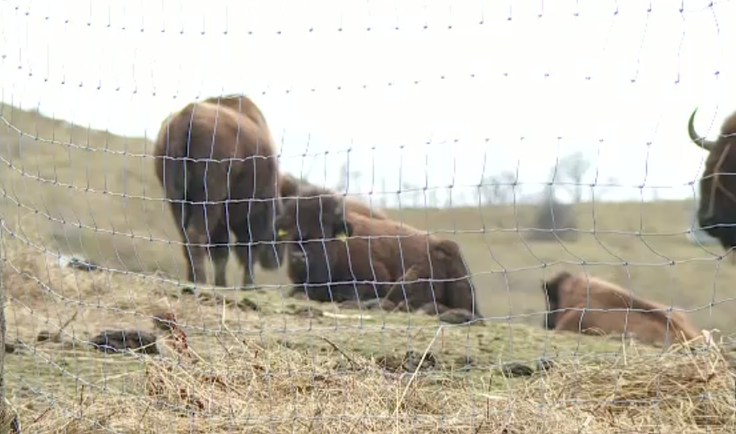 Ferma de bizoni din Cluj unde sute de animale au murit de foame, ignorată de autorități. S-au adus doar câțiva baloți de paie