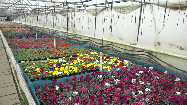 Gerul afectează florile pregătite pentru 1 și 8 martie. &bdquo;Așa iarnă nu am prins de 15 ani&rdquo;