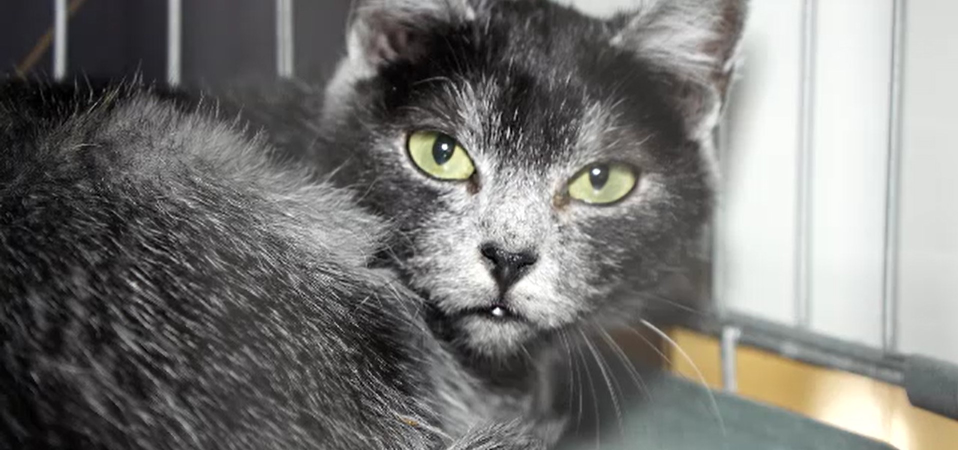 &bdquo;Pisica transilvană&rdquo;, prima rasă rom&acirc;nească de pisici, se aproprie de o recunoaștere oficială la nivel internațional