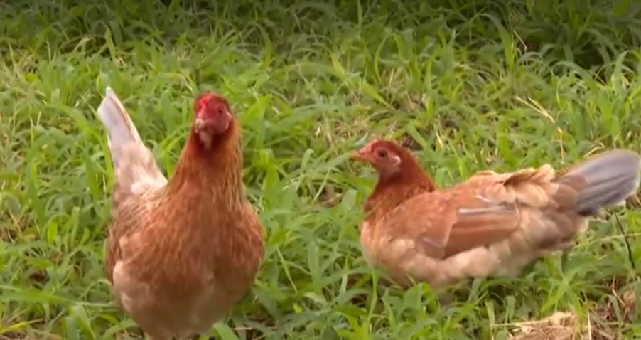 Invazie de găini sălbatice &icirc;ntr-un paradis turistic. &Icirc;naripatele provoacă distrugeri și uneori atacă copii