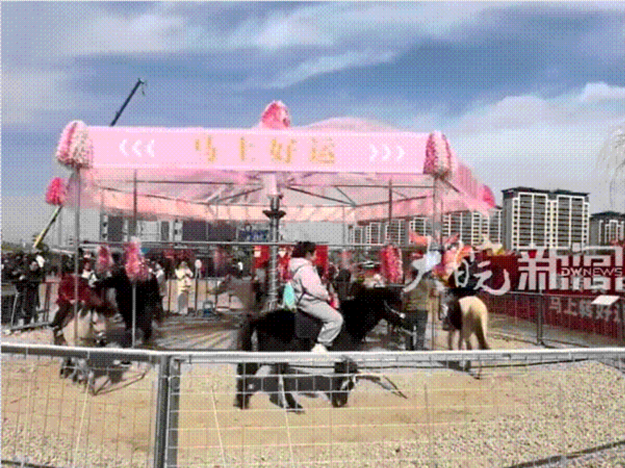 Chinezii prezintă m&acirc;ndri caruselul cu cai adevărați: &rdquo;&Icirc;ți aduc noroc instantaneu&rdquo;. C&acirc;t costă 5 minute de chin