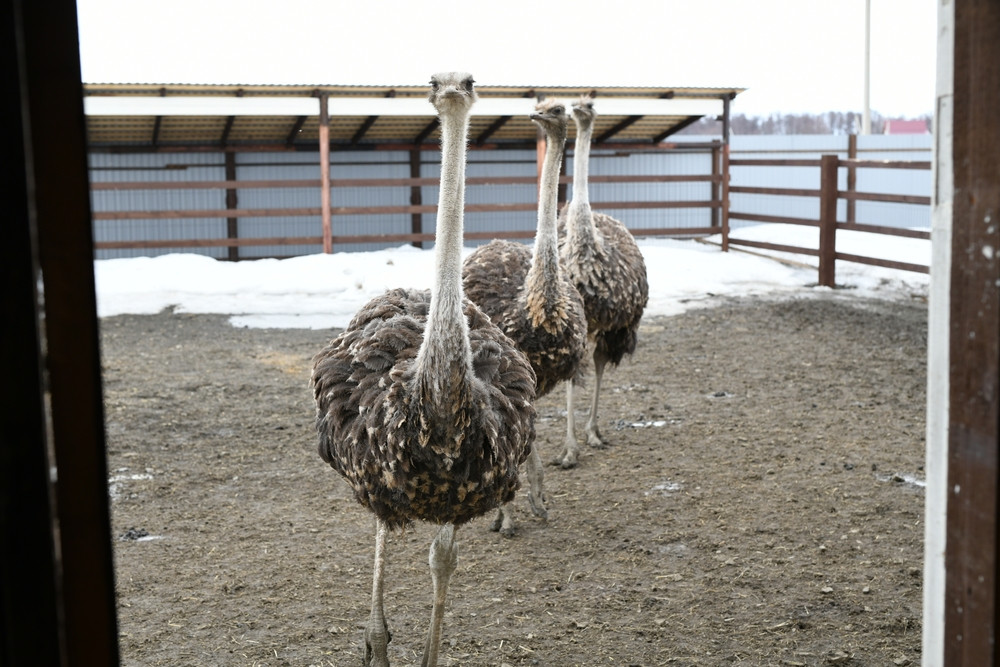 Pățania unui bărbat din Harghita care a comandat online mai mulți struți. Cum a rămas fără bani