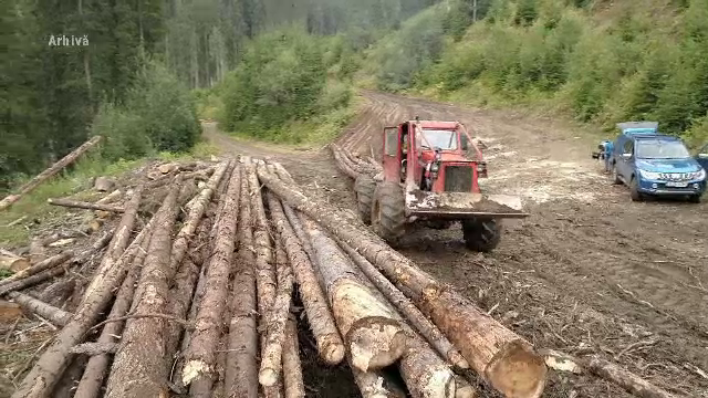 Mii de metri cubi de lemn tăiat ilegal, descoperiți &icirc;n depozite din jurul Capitalei. Prejudicii de aproape 2 milioane de lei