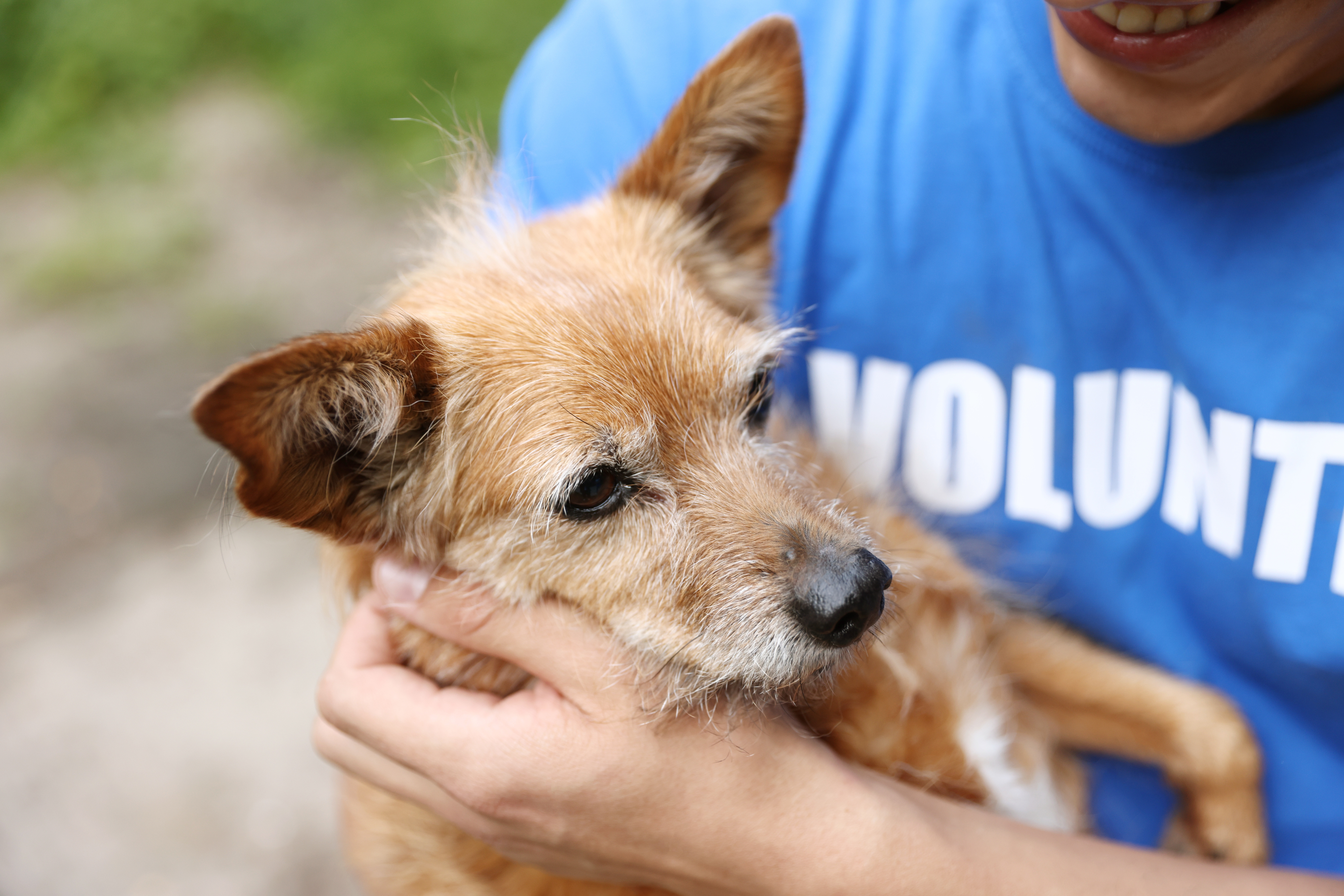 ANSVSA intensifică verificările la adăposturile de câini fără stăpân și cere sterilizare în masă la nivel național