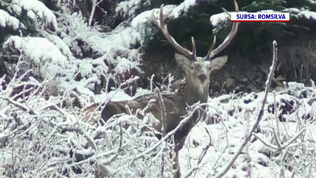 Imagini rare &icirc;n Munții Călimani: un cerb carpatin, surprins &icirc;n toată splendoarea printre arborii &icirc;nzăpeziți