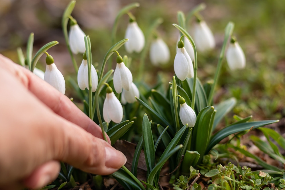 Amenzi de p&acirc;nă la 50.000 de euro pentru cei care culeg ghiocei, &icirc;n Germania. Un gest nevinovat poate aduce sancțiuni severe