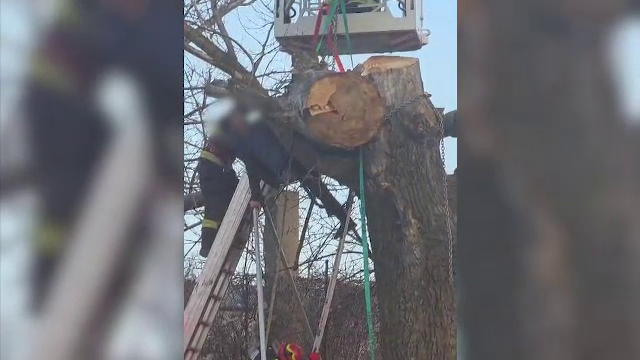 Un bărbat a fost strivit de copacul pe care îl tăia ilegal. A rămas blocat la patru metri înalțime