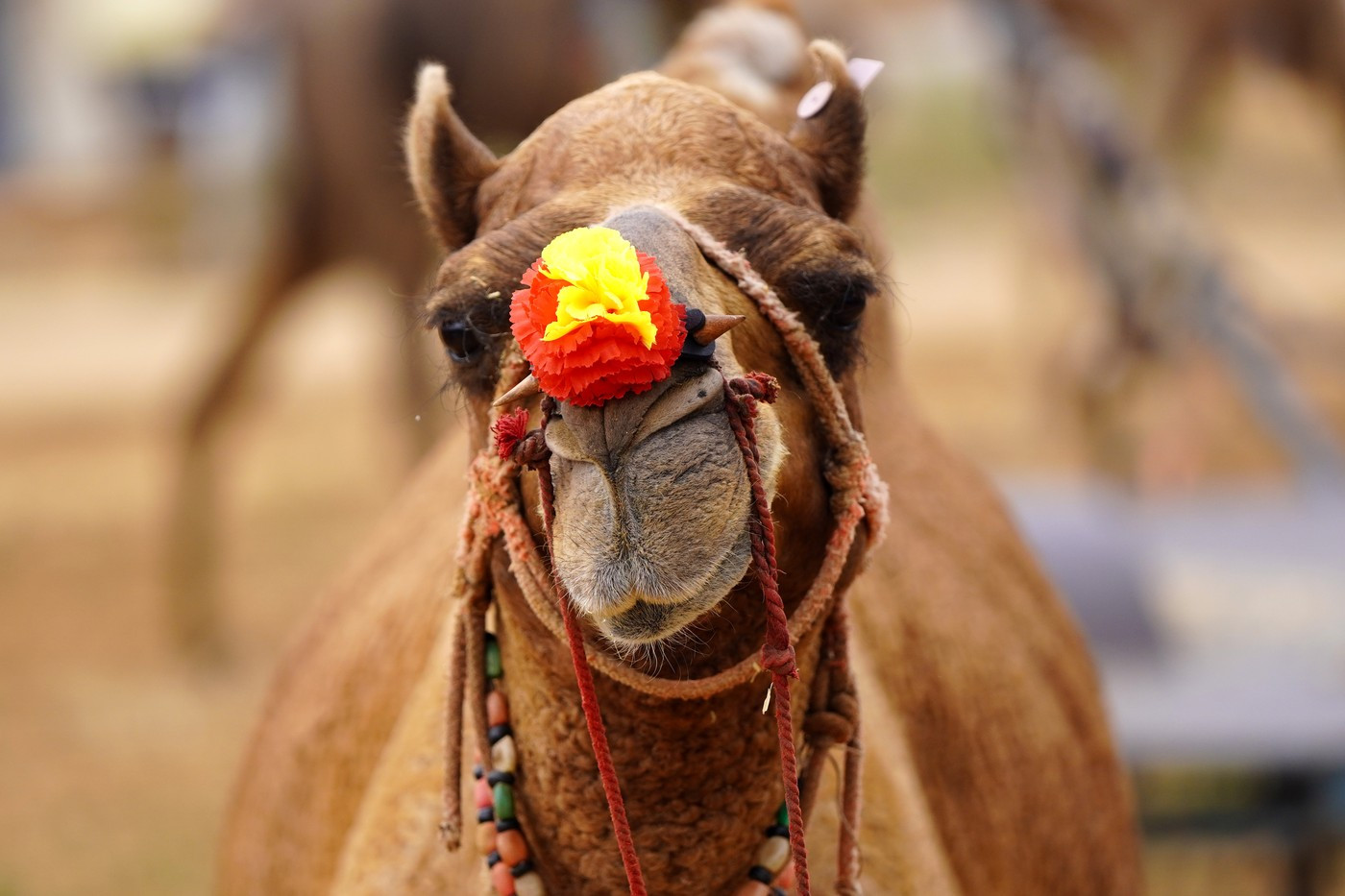 Mai multe cămile cu injecții în buze și proceduri cosmetice au fost descalificate la un concurs de frumusețe din Oman