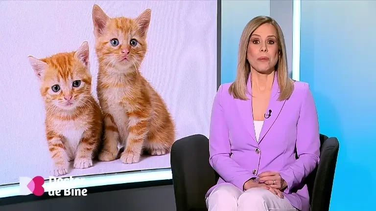 De ce unele persoane care au alergie la pisici au simptome și când consumă carne de porc. Explicația medicilor