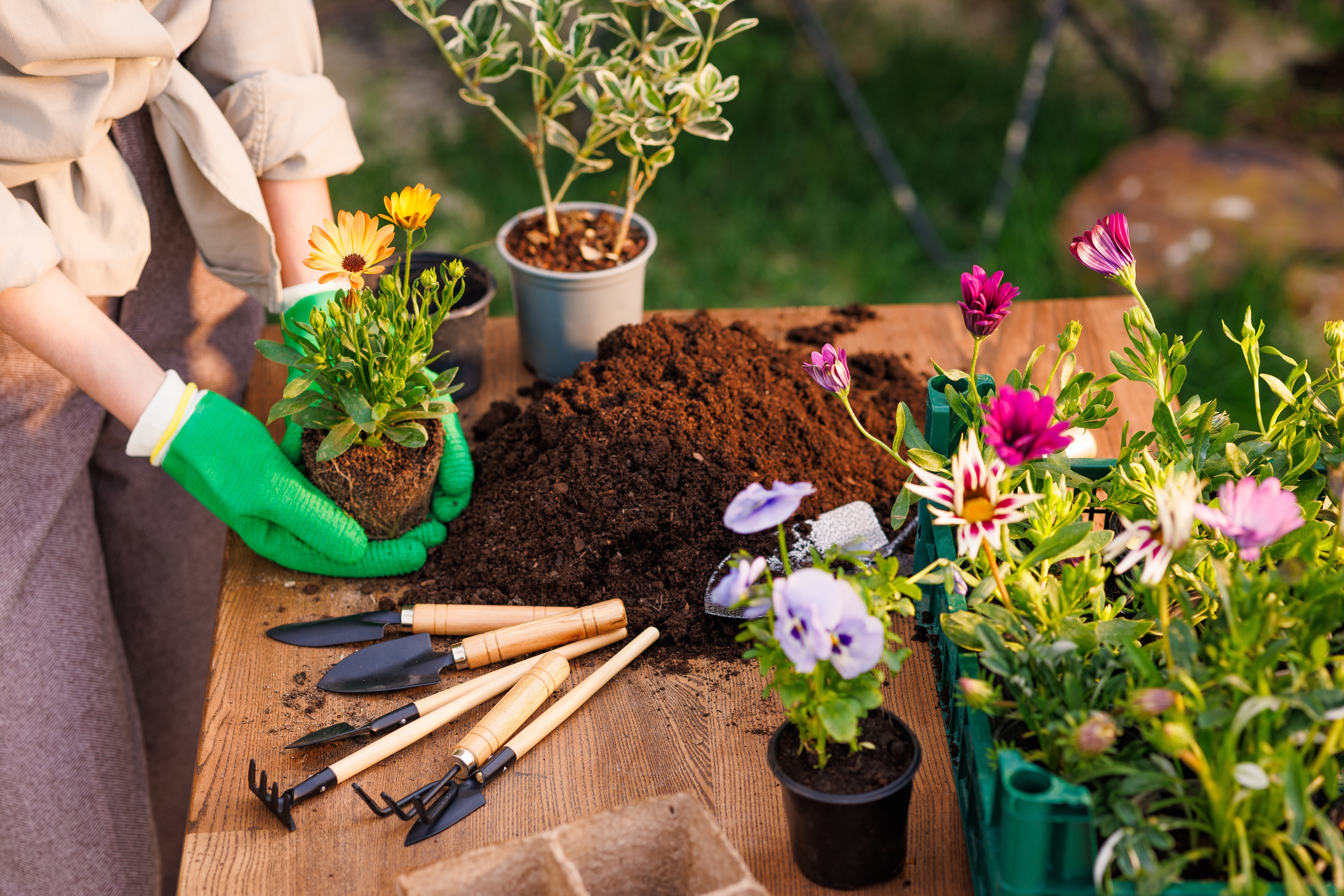 Cum pregătești grădina pentru primăvară. Ghid pas cu pas pentru flori și legume