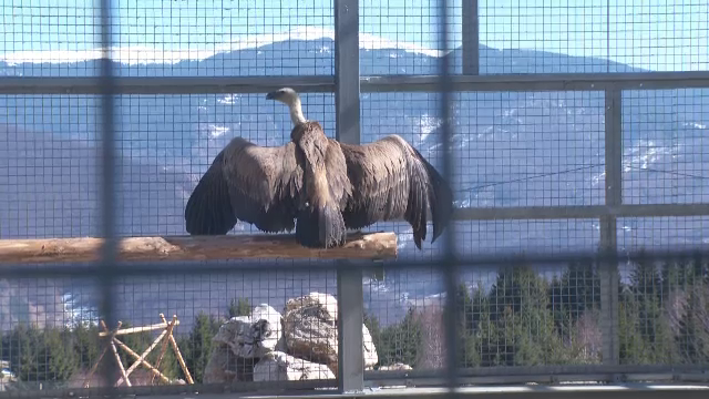 Vulturul sur, o pasăre majestuoasă dispărută de mult de la noi, va zbura din nou &icirc;n Rom&acirc;nia. &rdquo;Rom&acirc;nii &icirc;l cunosc din povești&rdquo;