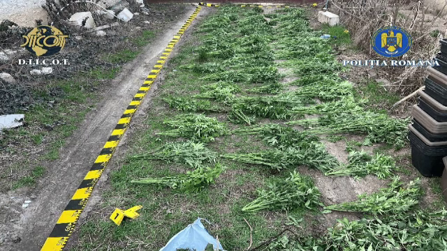 O cultură cu zeci de plante de canabis, descoperită &icirc;n Arad. Trei suspecți au ajuns după gratii