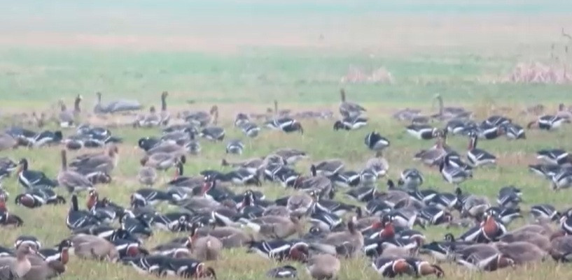 Fenomen nedorit în Delta Dunării. Concluzia trasă de specialiști după recensământul vietăților