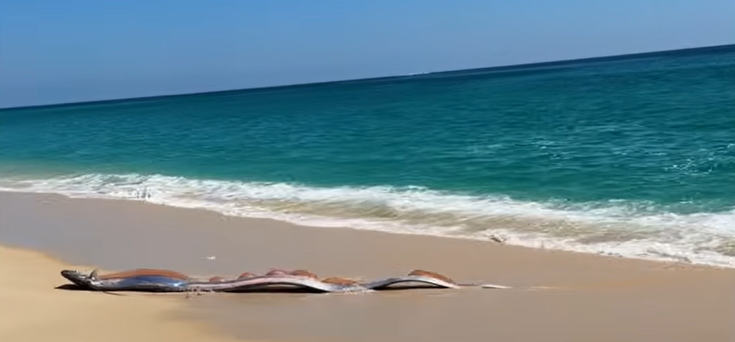 Doi „pești ai apocalipsei”, descoperiți în Mexic. Gigantul acvatic este considerat prevestitor al semnelor rele | VIDEO