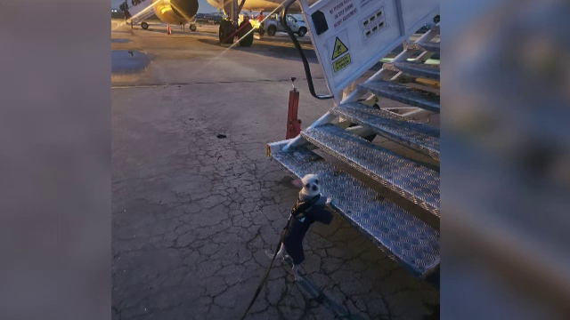 Românii își iau tot mai des animalele de companie în străinătate. Cum se pregătesc corect blănoșii pentru un zbor cu avionul