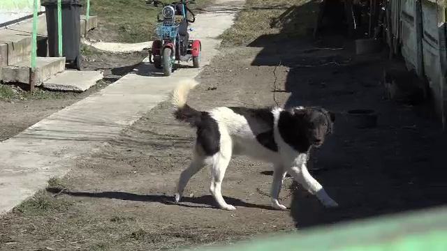 Doi ciobani din Vaslui, arestați după ce au omorât un câine. Localnicii, revoltați: „Sunt câini mai mulți decât oameni”