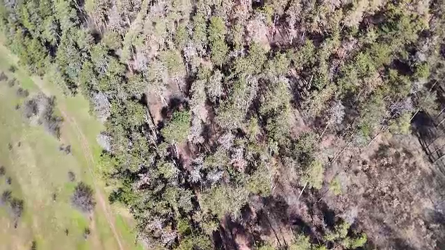 Pădurile afectate de incendii și vijelii s-ar putea dubla &icirc;n viitor. Cel mai pesimist scenariu pentru Rom&acirc;nia - Studiu