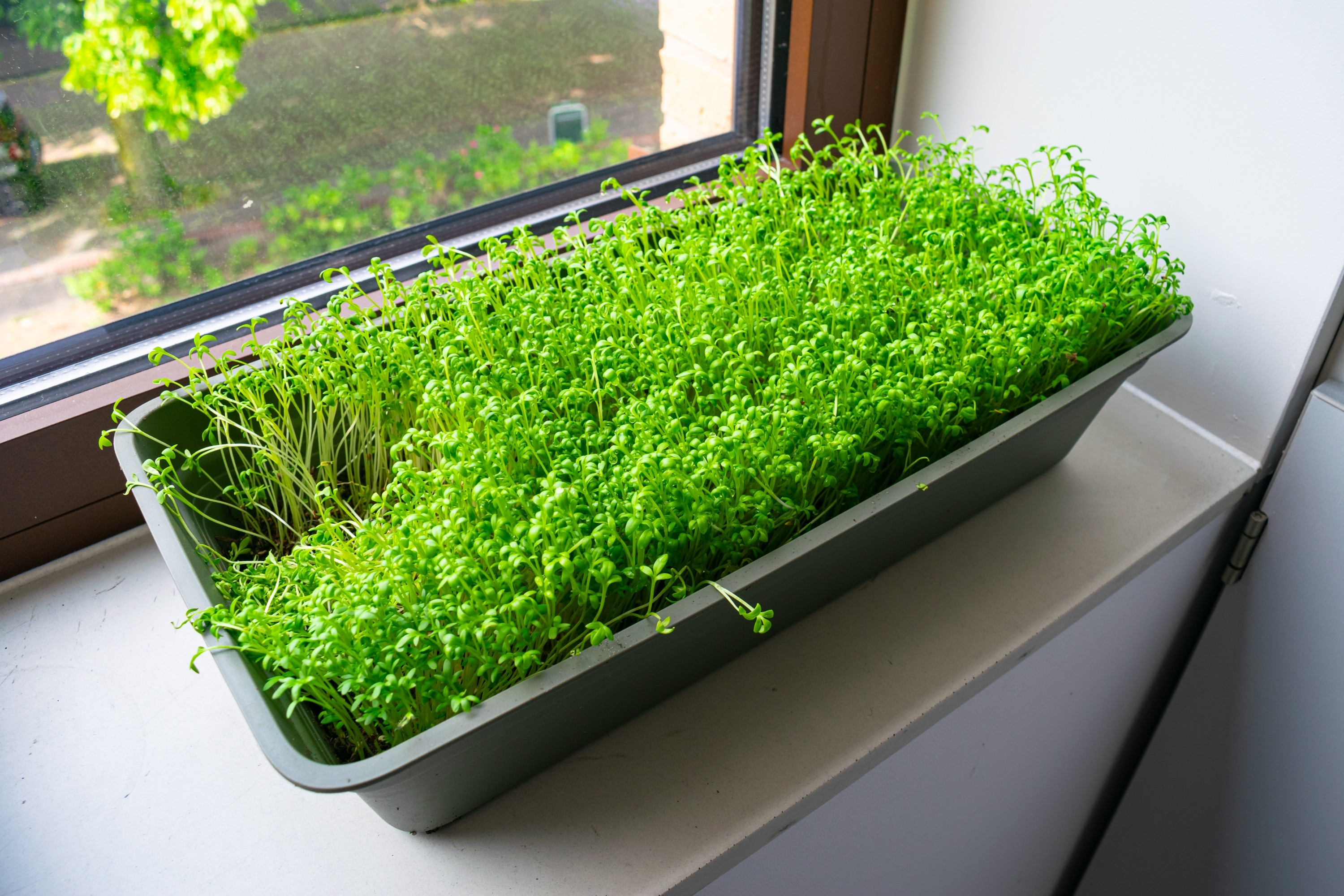 Cresonul, planta miraculoasă pe care puțini o consumă, dar care are beneficii uimitoare pentru sănătate