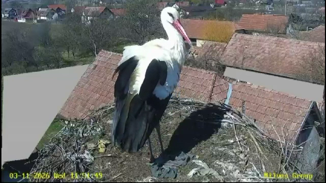 Primul semn că a venit primăvara. O barză s-a întors în „satul berzelor” din județul Mureș: „Ne bucurăm”