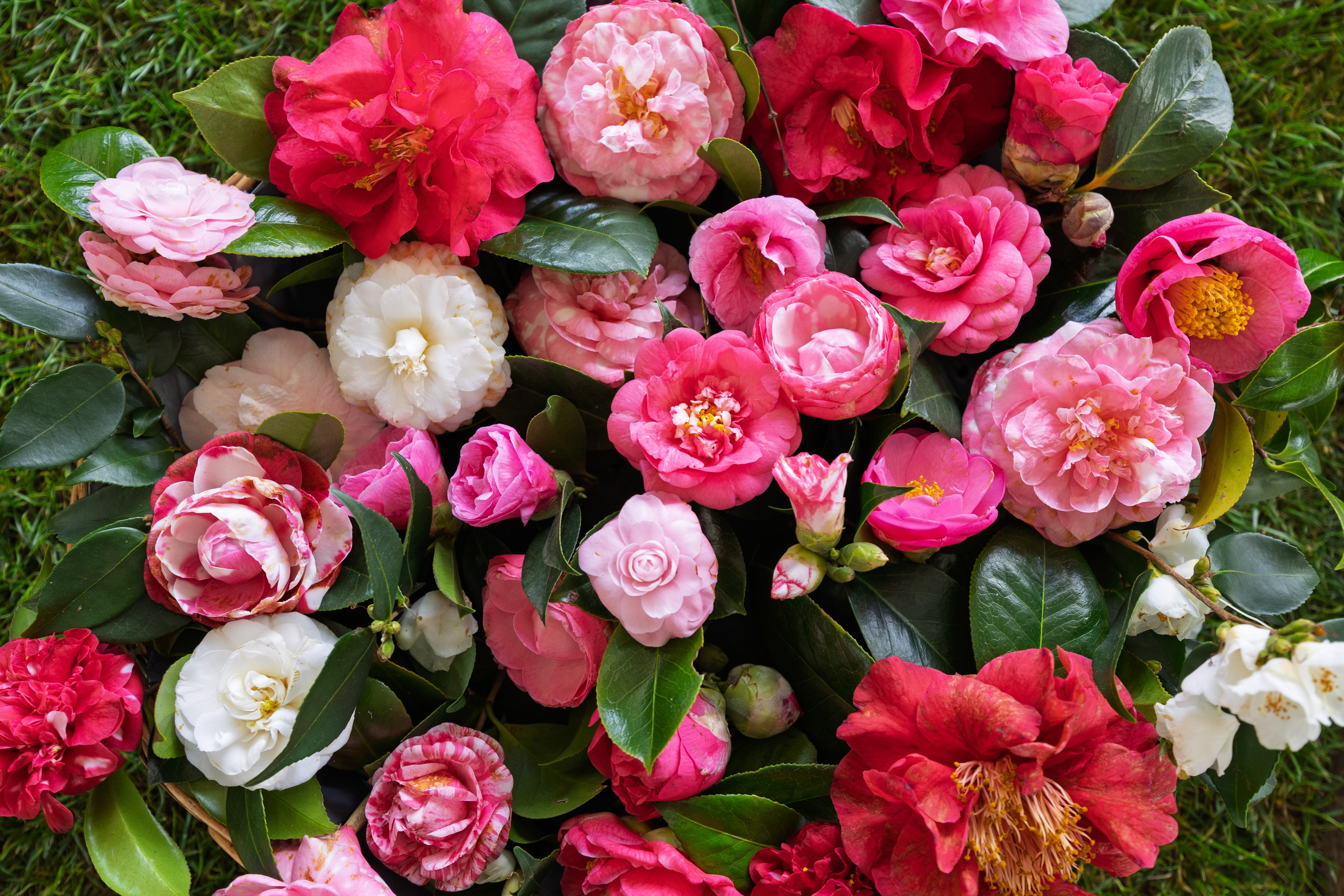 Camelia, floarea regală care îți poate înfrumuseța casa. Secretele unei înfloriri spectaculoase